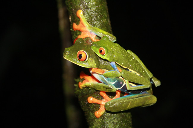Jungle Night Walk photo