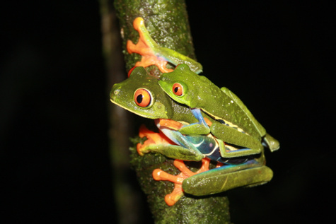 Jungle Night Walk
