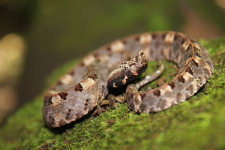 Jungle Night Walk photo 2