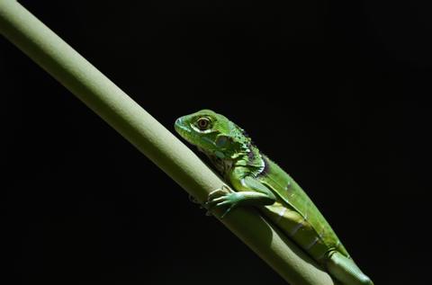 Jungle Night Walk Costa Rica