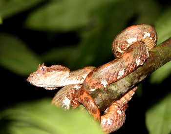 Jungle Night Walk photo 4