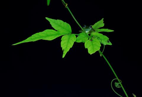 Jungle Night Walk Costa Rica