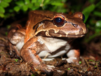 Jungle Night Walk photo 3