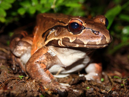 Jungle Night Walk photo 3