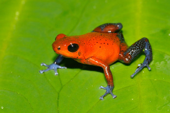 Arenal Oasis Frog Watching Night Tour