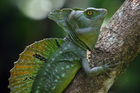 Project Asis - Wildlife Tour (HDT)  photo 2