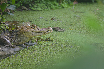 Project Asis - Wildlife Tour (HDT)  photo 3