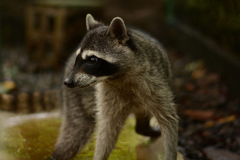 Project Asis - Wildlife Tour (HDT)  photo 5