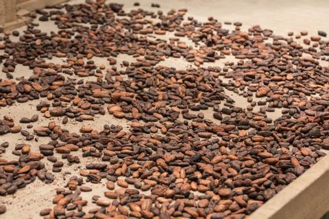 Rainforest Chocolate Tour