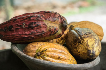 Rainforest Chocolate Tour photo 5