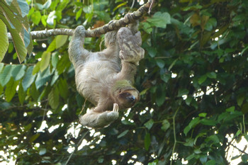 Sloth Tour photo 2