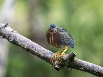 Maquenque Birdwatching Tour