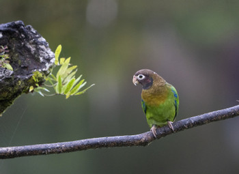 Maquenque Birdwatching Tour