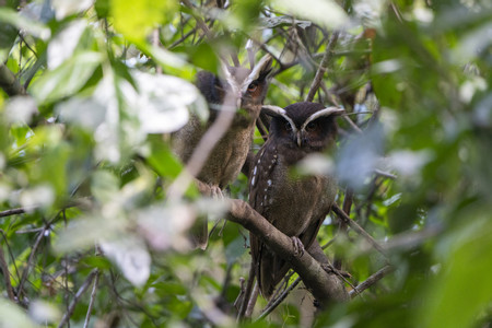 Maquenque Birdwatching Tour