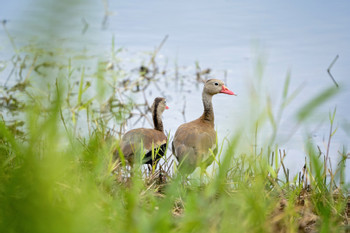 Maquenque Birdwatching Tour