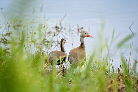 Maquenque Birdwatching Tour