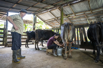 Maquenque Chocolate, Coffee and Organic Farm