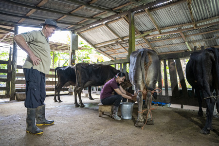 Maquenque Chocolate, Coffee and Organic Farm