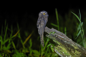 Maquenque Night Walk