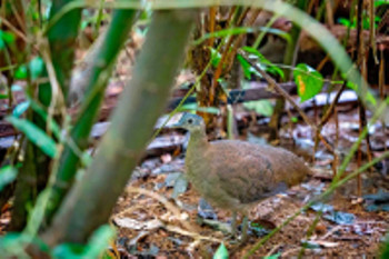 Maquenque Rainforest Hiking Tour