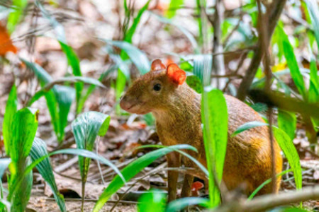 Maquenque Rainforest Hiking Tour