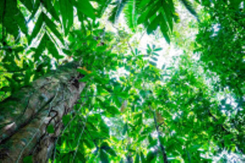 Maquenque Rainforest Hiking Tour