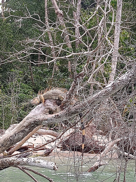 Cahuita National Park Hike photo 3