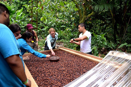 Bribri Medicinal Plants and Chocolate Tour photo 2