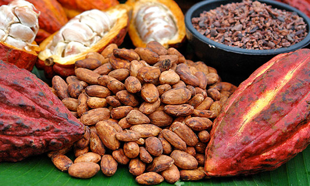 Recorrido de plantas medicinales y chocolate Bribri Photo