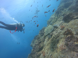 2 Tank Scuba Dive at Isla del Cano