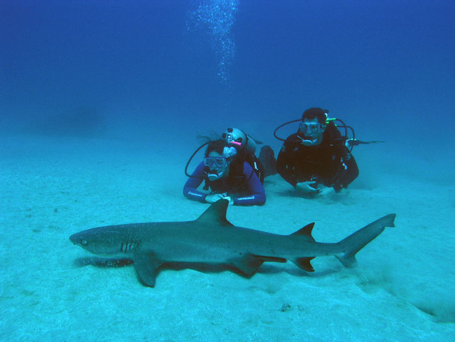 Cano Island Scuba Diving photo
