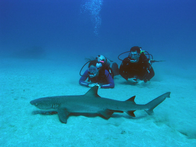Cano Island Scuba Diving Photo