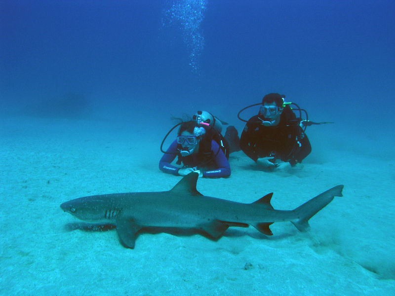 Cano Island Scuba Diving photo