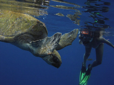 Cano Island Scuba Diving photo 3