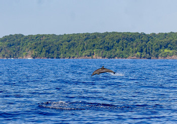 Cano Island Snorkeling Tour photo 3