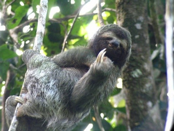San Pedrillo Station Corcovado National Park One Day Tour photo 4
