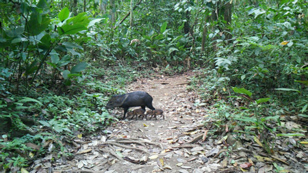 San Pedrillo Station Corcovado National Park One Day Tour photo 3