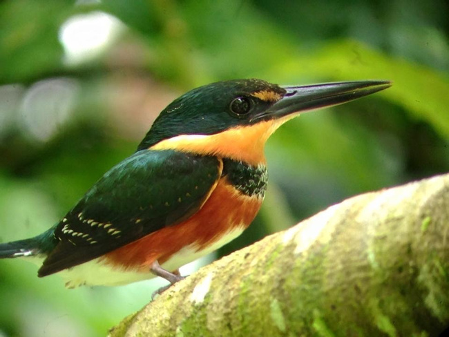 San Pedrillo Station Corcovado National Park One Day Tour Photo