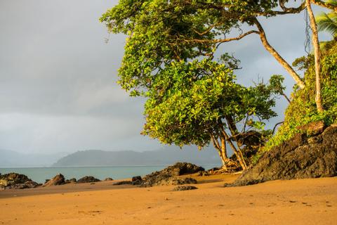 Copa del Árbol Costa Rica