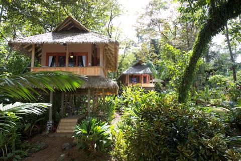 Copa del Árbol Costa Rica