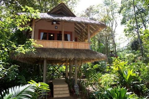 Copa del Árbol Costa Rica