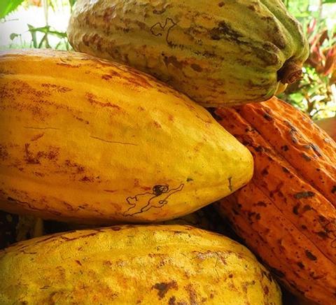 Sibu Chocolate Tour Costa Rica