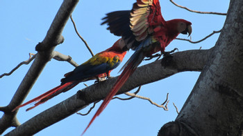 Carara National Park & Bird Watching photo 4