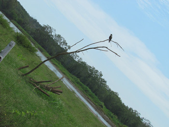 Carara National Park & Bird Watching photo 3