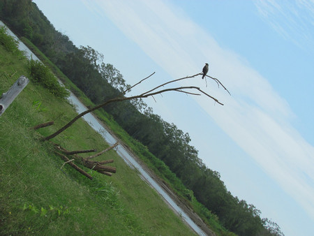Carara National Park & Bird Watching photo 3