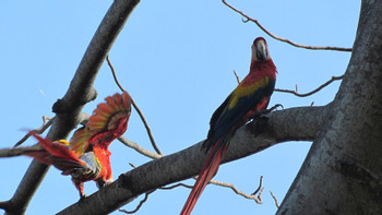 Carara National Park & Bird Watching photo 5