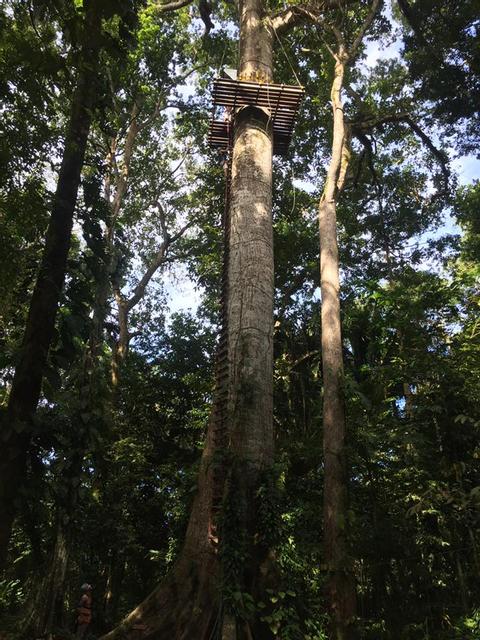 High Ropes Course & Ceiba Rappelling Costa Rica