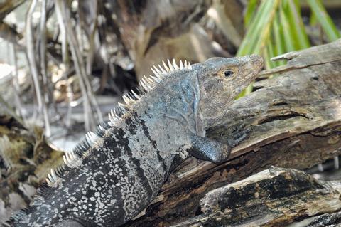 Guided Tour of Manuel Antonio National Park Costa Rica