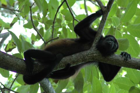 Guided Tour of Manuel Antonio National Park Costa Rica