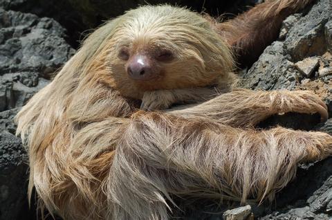 Guided Tour of Manuel Antonio National Park